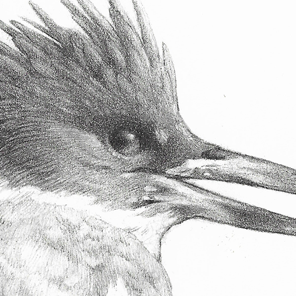 Kingfisher Study, zoomed in